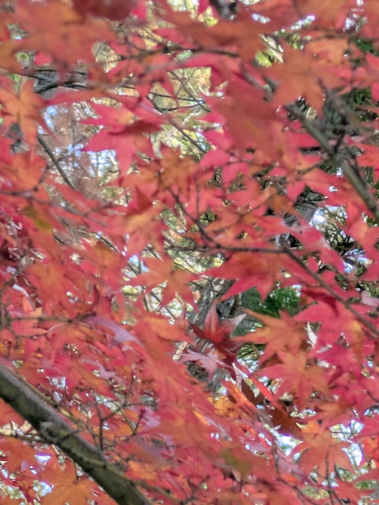 朝のお散歩♪紅葉狩り