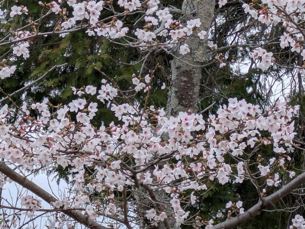 桜に会いに行く朝