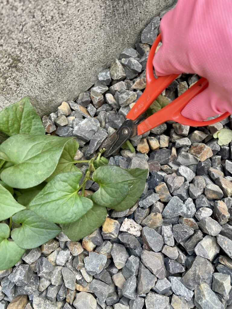 雑草を知る