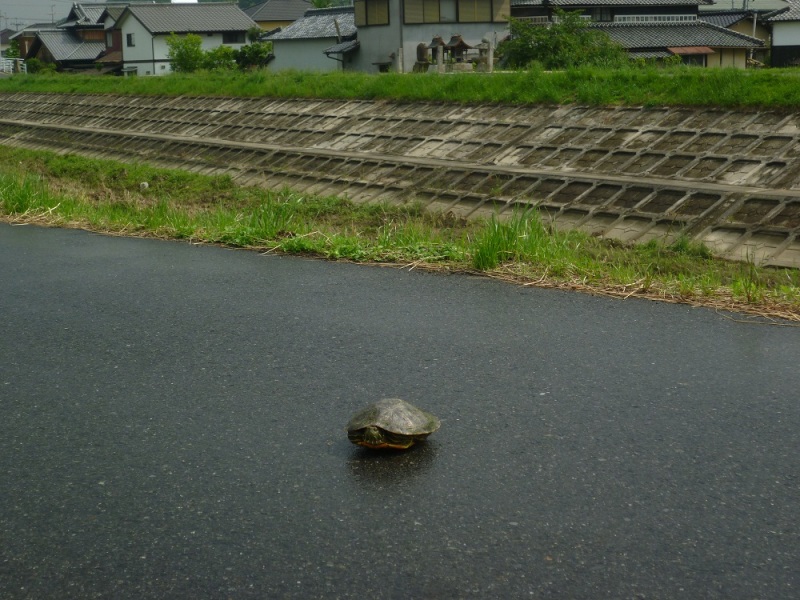 かめの大移動！