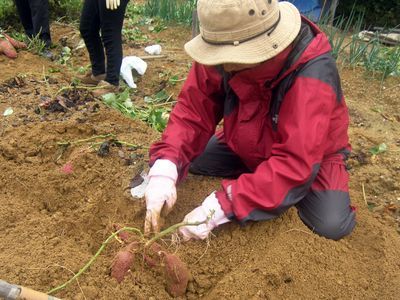 芋掘りの休日と見学会のご案内