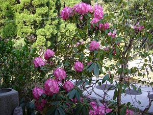 5月のお花