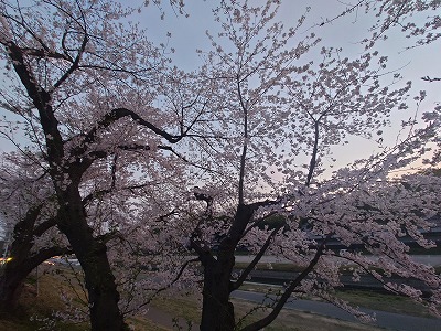後楽園の桜が満開でした・・・